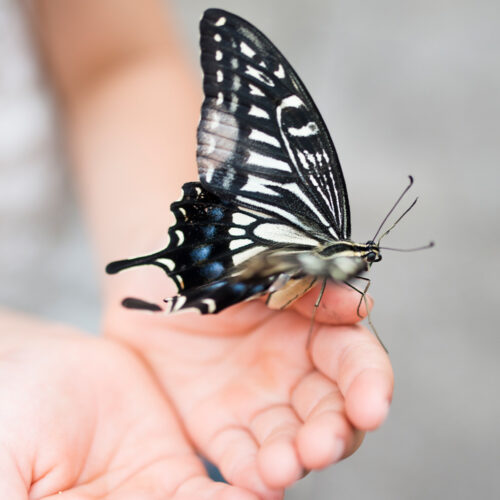 Butterfly on a child's hand