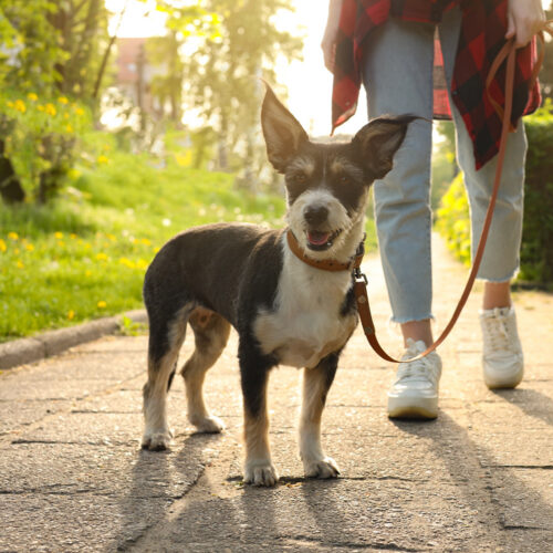 Cute dog on a leash