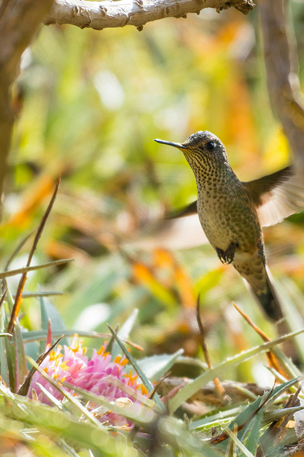 Still photo of a hummingbird with lush wooded background