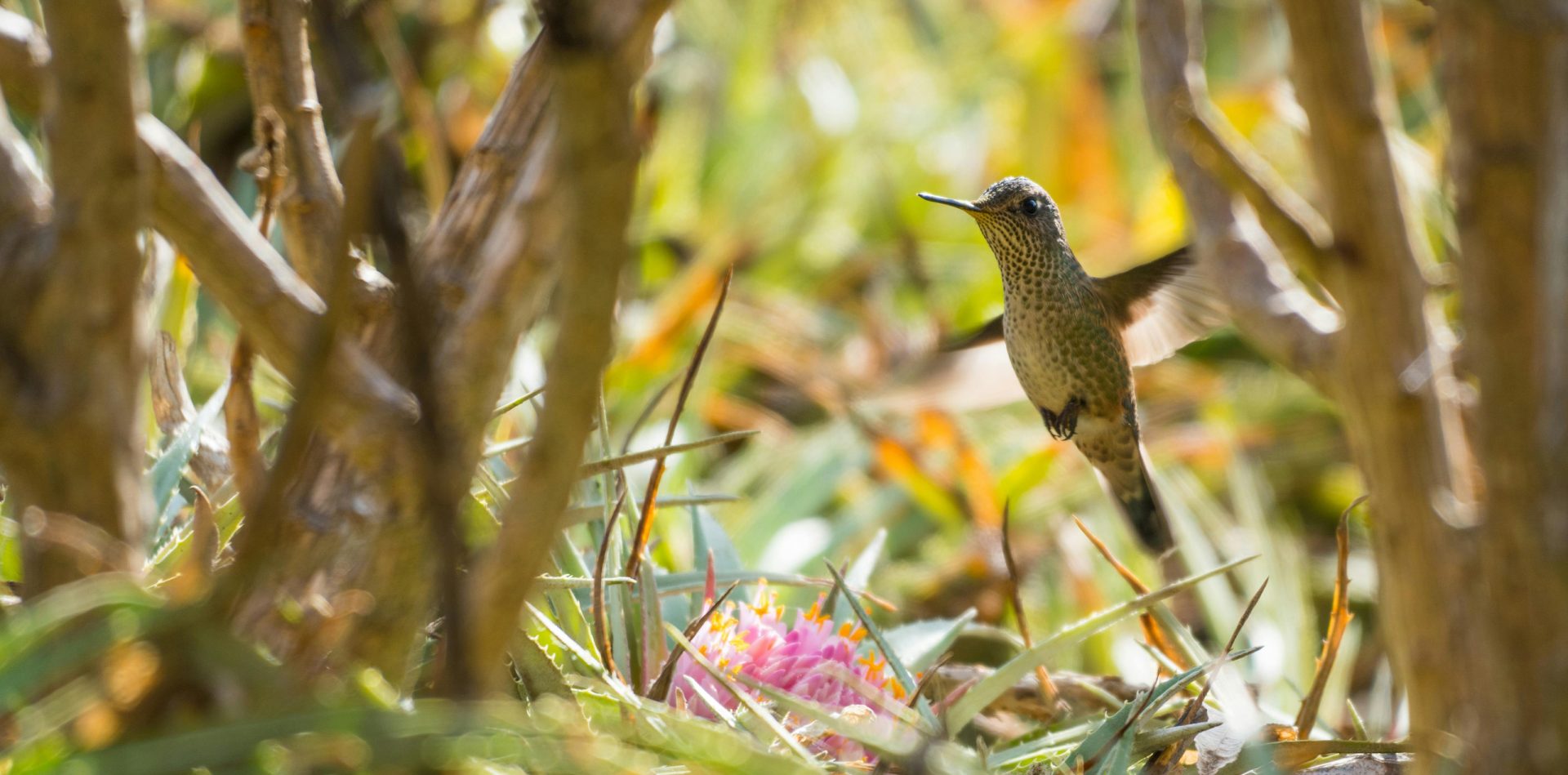 Still photo of a hummingbird with lush wooded background