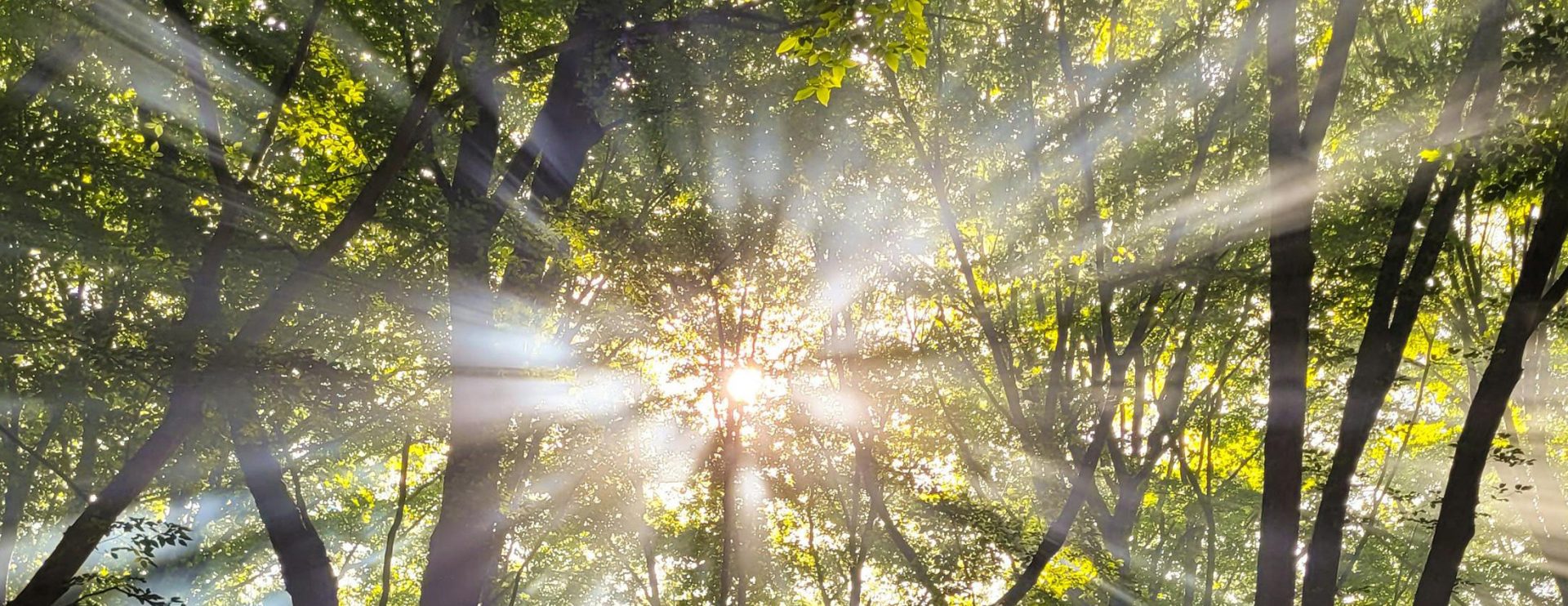 looking upward through canopy of trees